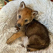 Axia participe au concours pour gagner de l'argent avec cette photo : puppy, dog, pet, fur, cute, animal, indoor, fluffy, young, resting, lying_down, cozy, curious, soft_rug, brown, small, ears, face, paw, wood_floor