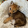 puppy, dog, pet, fur, cute, animal, indoor, fluffy, young, resting, lying_down, cozy, curious, soft_rug, brown, small, ears, face, paw, wood_floor