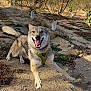 Axia a rejoint le concours — aidez-le/la à gagner de superbes lots ! dog, running, outdoor, smiling, happy, animal, nature, sunlight, dirt_path, trees, orchard, dry, sky, daytime, canine, playful, tongue_out, fur, leash, harness