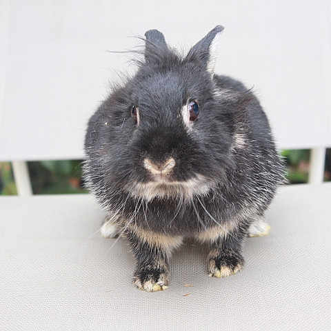 Bella