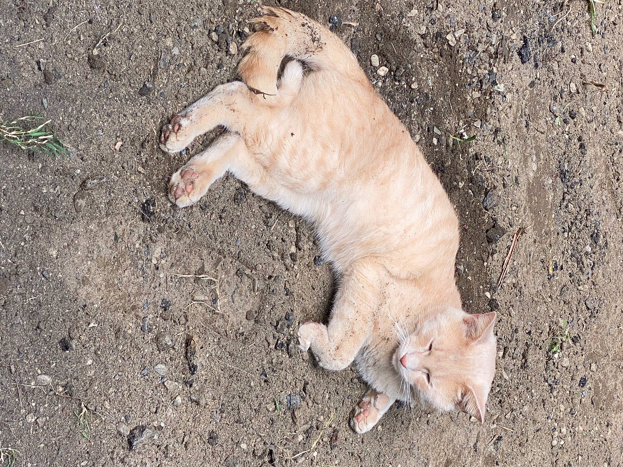 Gaston is registered to the contest to win money with this photo: big_cats, carnivore, cat, claw, dog_breed, domestic_short_haired_cat, fawn, felidae, foot, fur, lion, paw, sand, small_to_medium_sized_cats, snout, soil, tail, terrestrial_animal, whiskers, wildlife