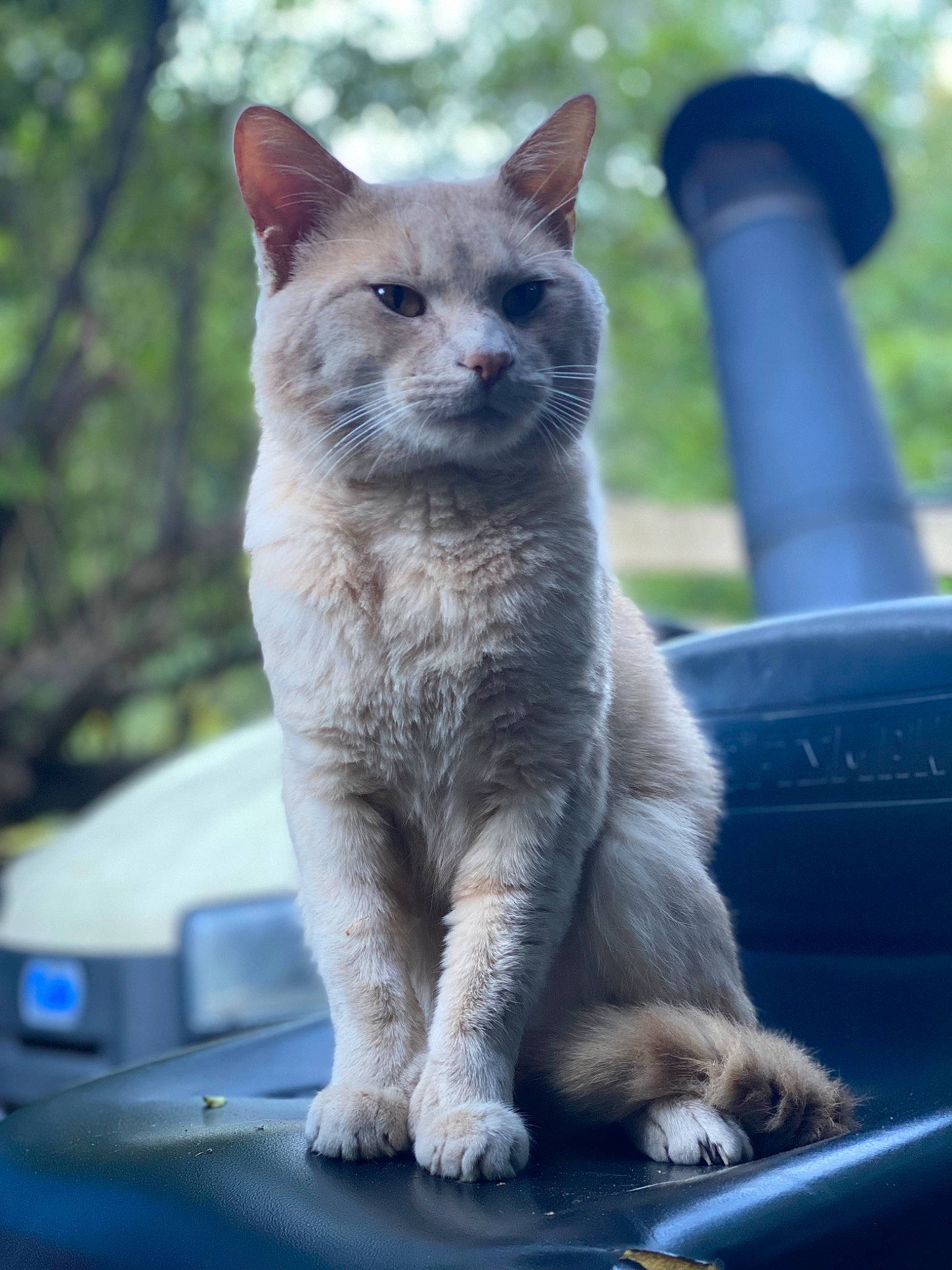 Gaston is registered to the contest to win money with this photo: carnivore, cat, domestic_short_haired_cat, electric_blue, fawn, felidae, fur, grey, plant, small_to_medium_sized_cats, tail, terrestrial_animal, tree, whiskers, wildlife, window, windshield