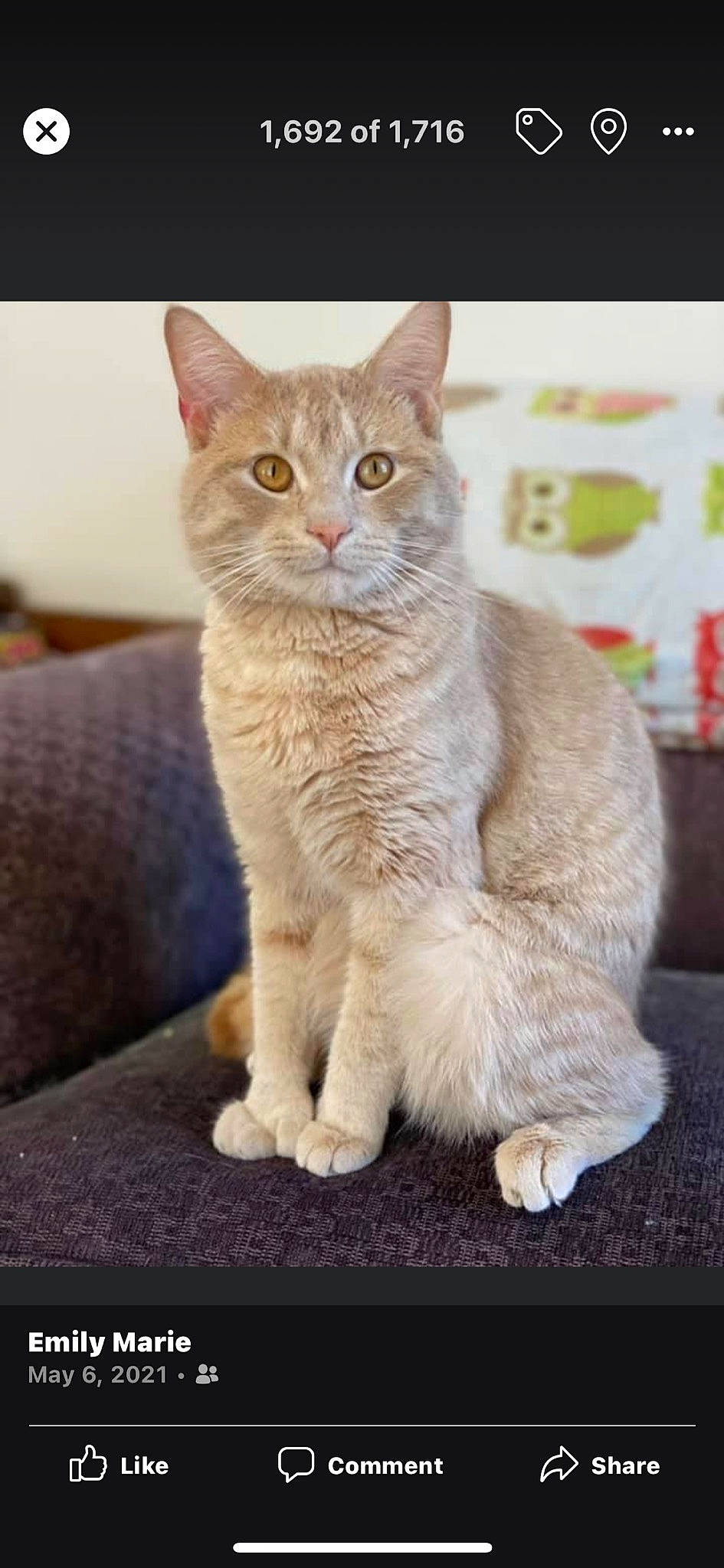 Gaston joined the competition — help win amazing prizes! carnivore, cat, claw, domestic_short_haired_cat, felidae, fur, paw, small_to_medium_sized_cats, snout, tail, terrestrial_animal, whiskers, wildlife, window