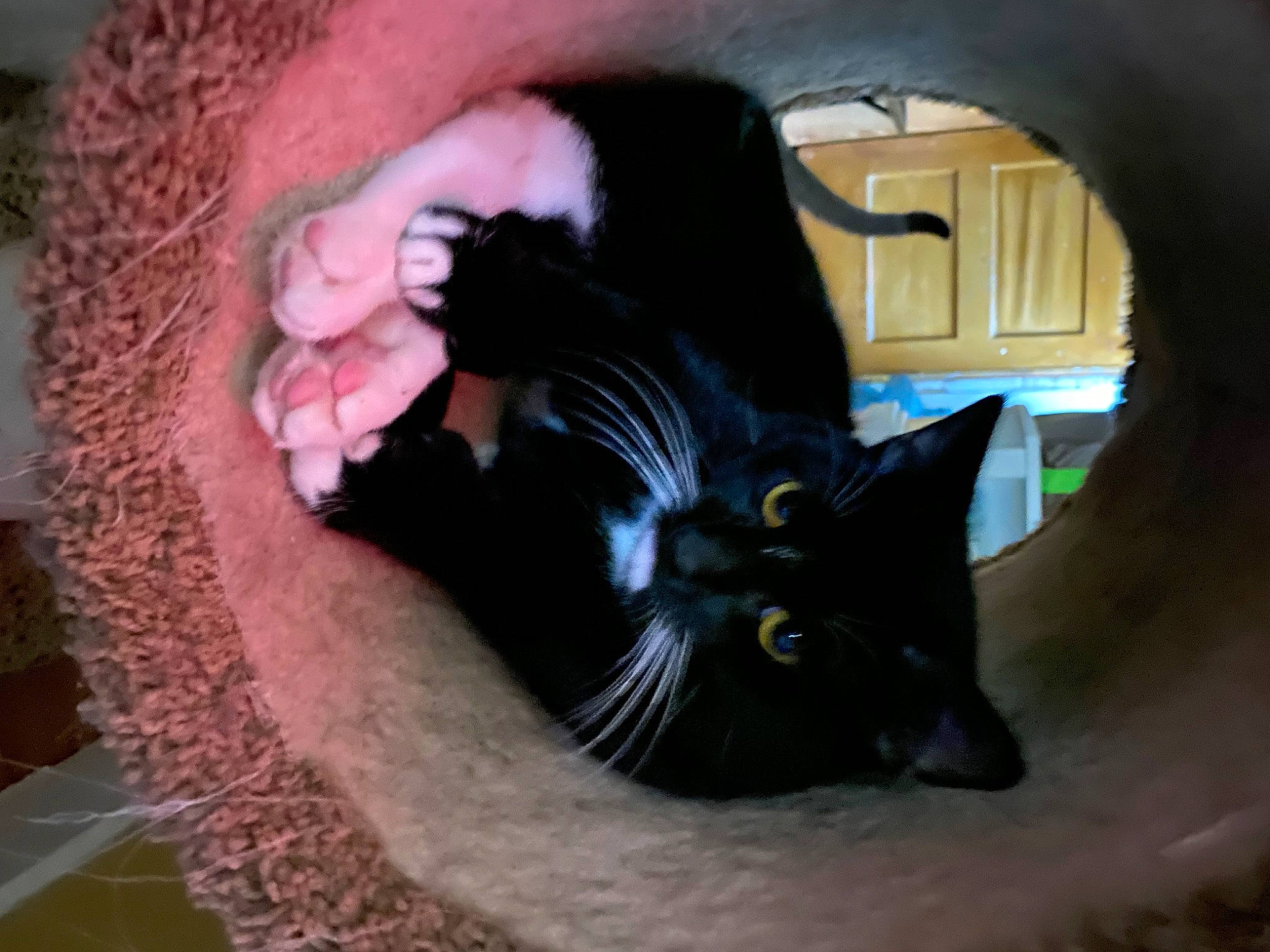 Thumbs is registered to the contest to win money with this photo: black_cat, carnivore, cat, cat_bed, cat_supply, claw, comfort, domestic_short_haired_cat, fashion_accessory, felidae, fur, grass, paw, sitting, small_to_medium_sized_cats, snout, tail, tree, whiskers, window