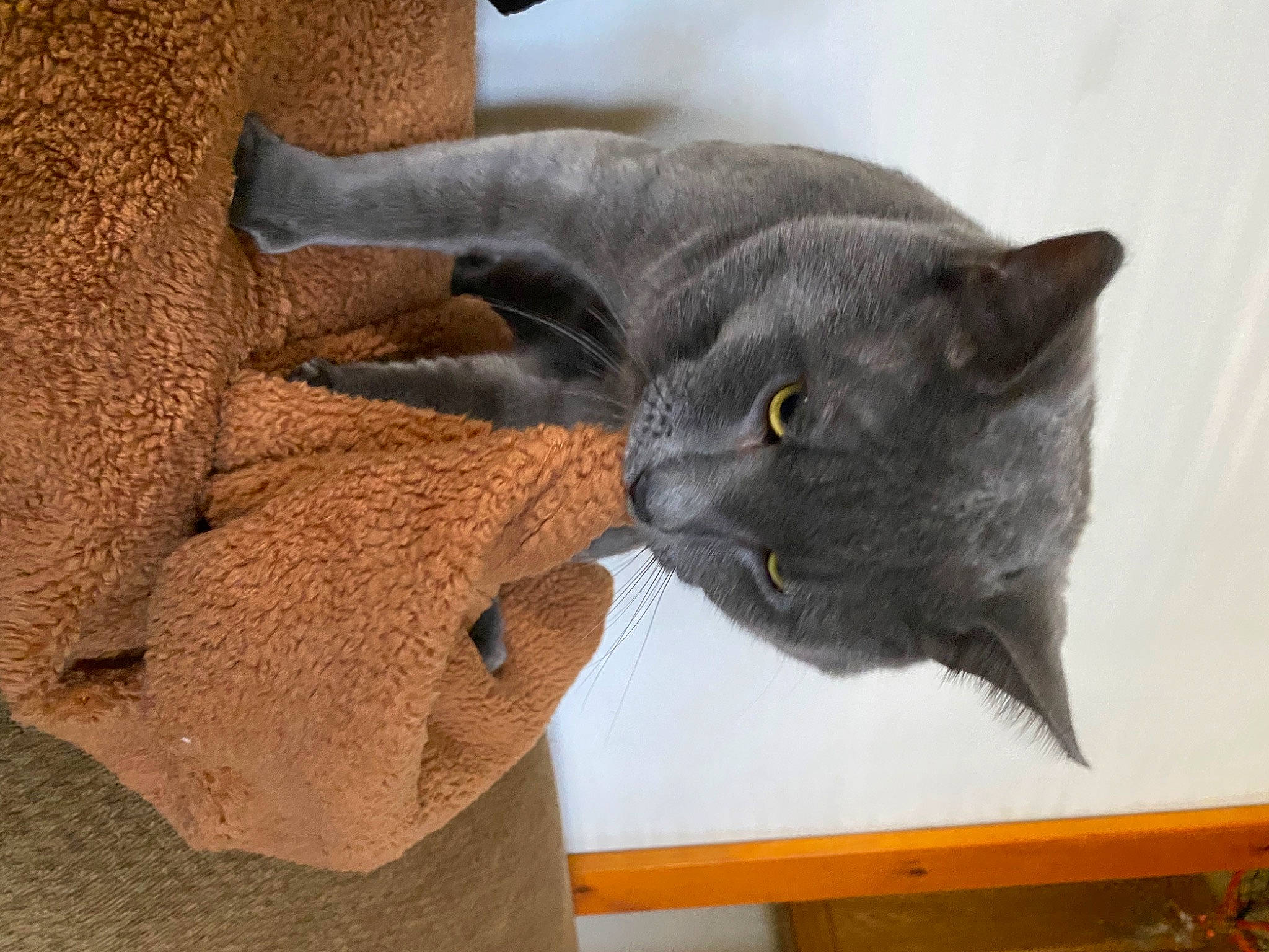 Disco joined the competition — help win amazing prizes! black_cat, carnivore, cat, chartreux, comfort, domestic_short_haired_cat, felidae, fur, gesture, grey, russian_blue, small_to_medium_sized_cats, snout, tail, terrestrial_animal, whiskers, wood