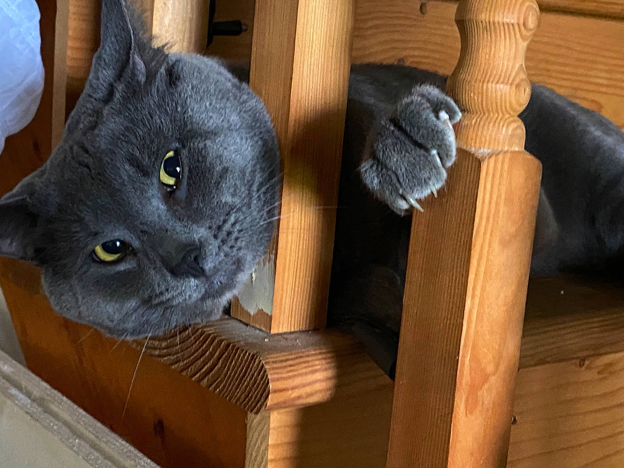 Disco is registered to the contest to win money with this photo: black_cat, carnivore, cat, domestic_short_haired_cat, felidae, fur, grey, hardwood, plank, russian_blue, small_to_medium_sized_cats, snout, tail, terrestrial_animal, whiskers, window, wood, wood_stain