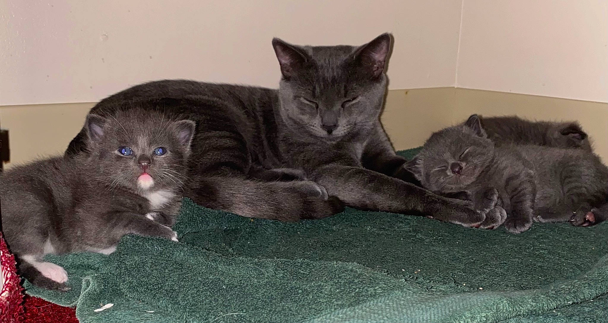 Disco joined the competition — help win amazing prizes! carnivore, cat, claw, comfort, domestic_short_haired_cat, felidae, fur, grey, paw, russian_blue, small_to_medium_sized_cats, snout, tail, terrestrial_animal, whiskers