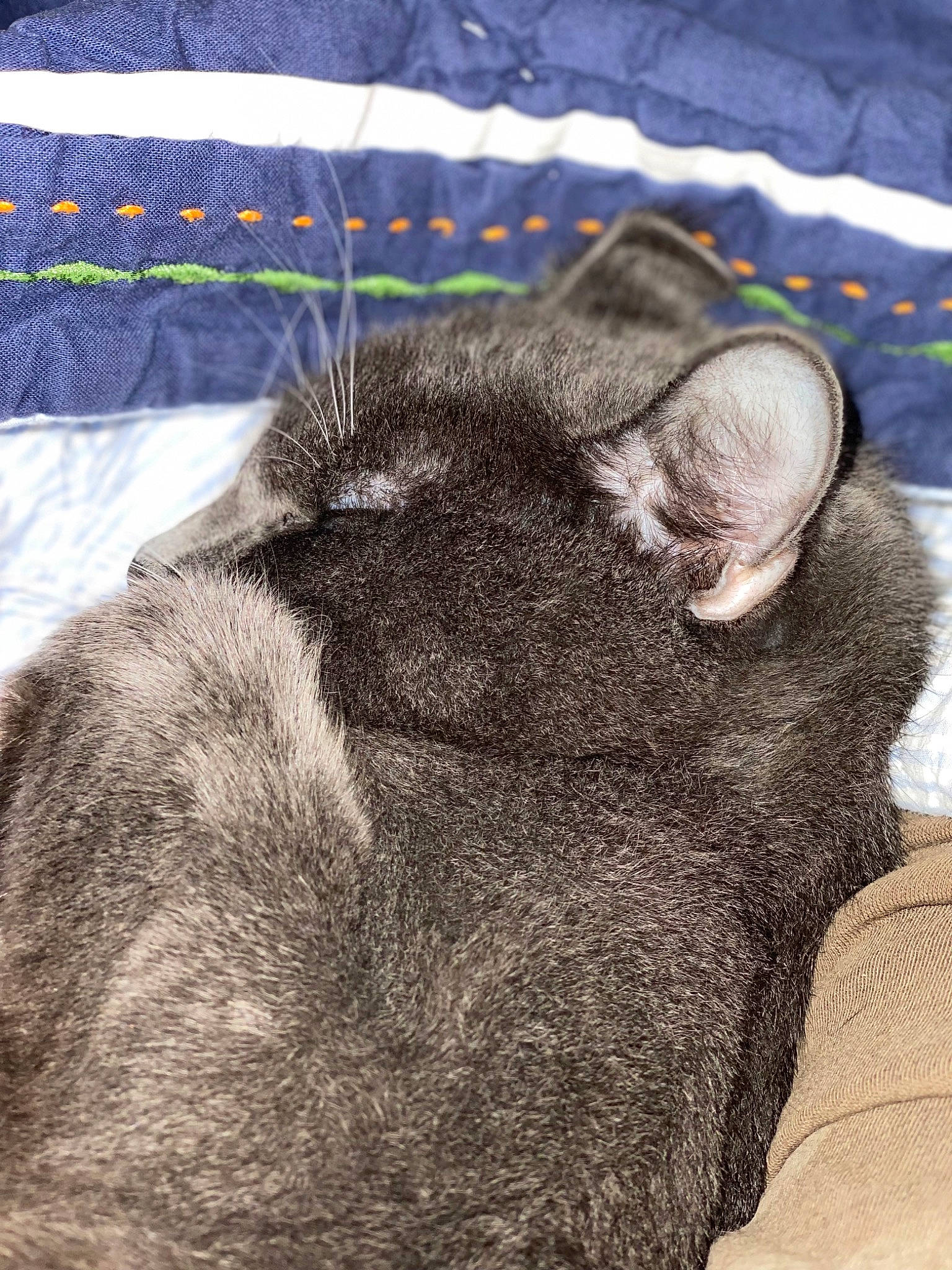 Ollie is registered to the contest to win money with this photo: black_cat, carnivore, cat, claw, comfort, dog_breed, domestic_short_haired_cat, fawn, felidae, fur, grey, mammal, paw, small_to_medium_sized_cats, snout, tail, terrestrial_animal, vertebrate, whiskers, working_animal