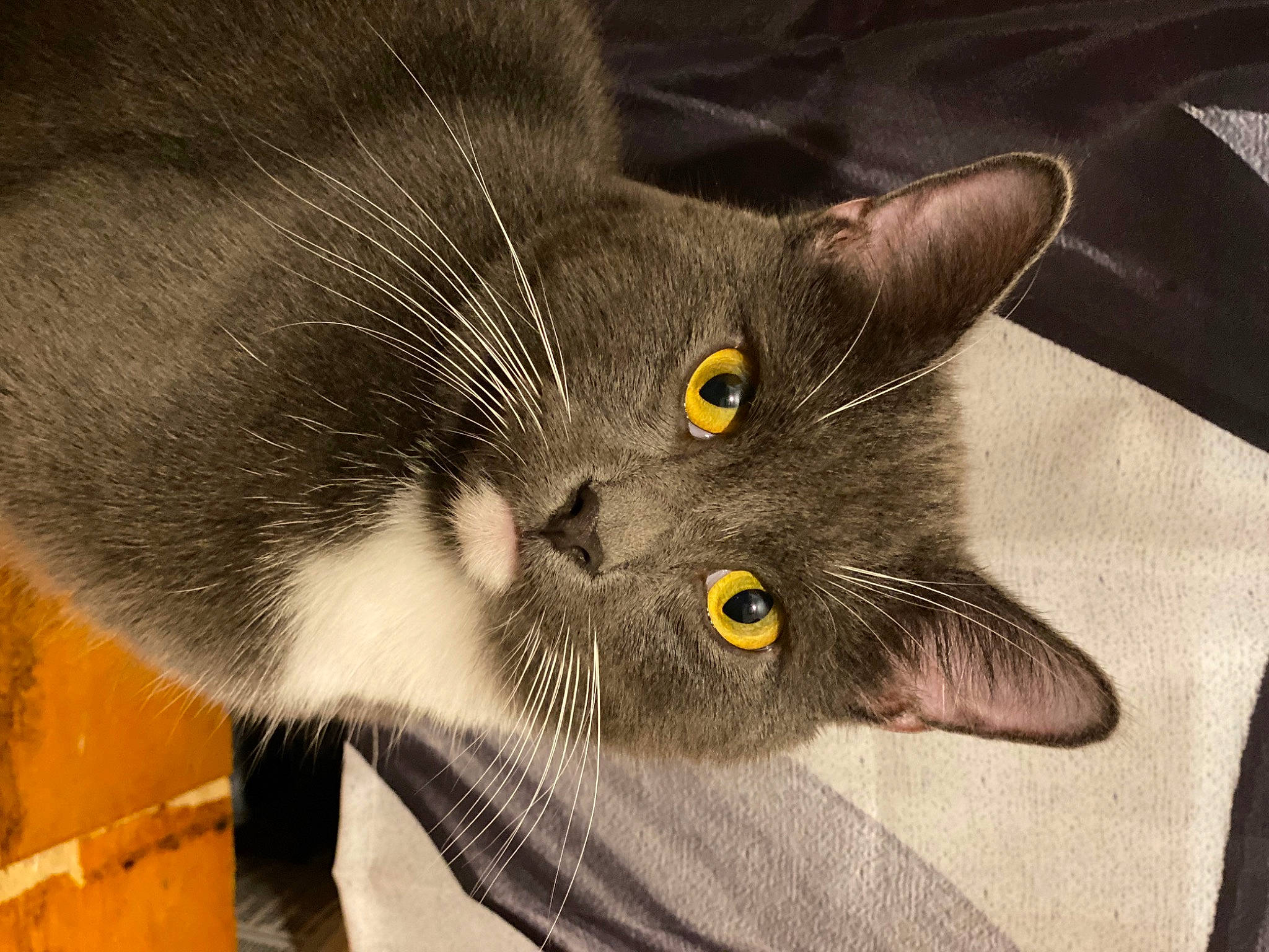 Ollie joined the competition — help win amazing prizes! black_cat, carnivore, cat, claw, domestic_short_haired_cat, felidae, fur, grey, paw, plant, russian_blue, small_to_medium_sized_cats, snout, whiskers
