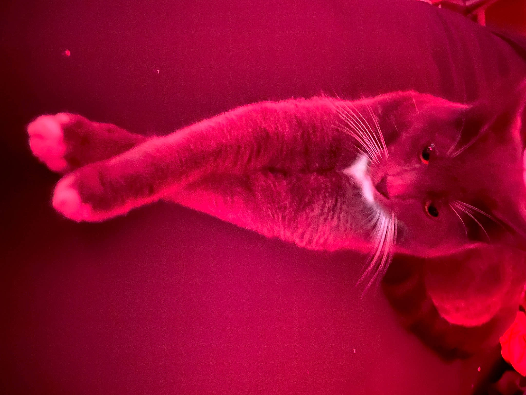 Ollie is registered to the contest to win money with this photo: carnivore, cat, electric_blue, felidae, fur, gesture, macro_photography, magenta, organism, peach, pink, small_to_medium_sized_cats, snout, tail, whiskers