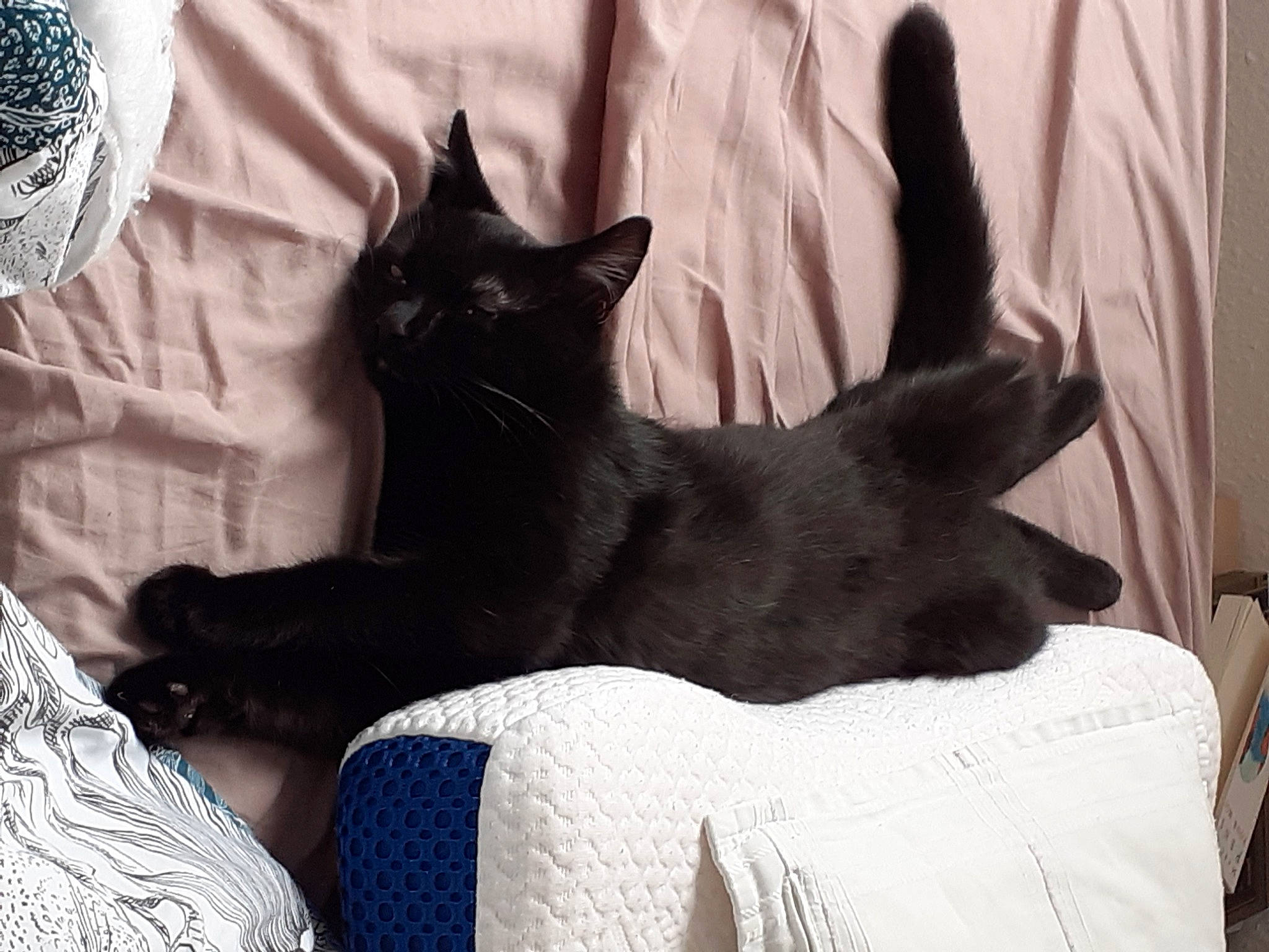 Simba participe au concours pour gagner de l'argent avec cette photo : black_cat, bombay, carnivore, cat, cat_supply, claw, comfort, domestic_short_haired_cat, felidae, fur, grey, linens, nap, pattern, room, small_to_medium_sized_cats, snout, tail, terrestrial_animal, whiskers