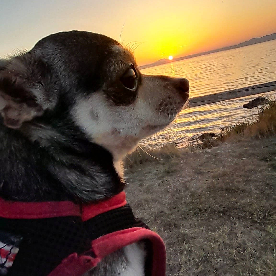 Bambi a rejoint le concours — aidez-le/la à gagner de superbes lots ! beach, canidae, carnivore, collar, companion_dog, dog, dog_breed, dog_collar, dog_supply, fawn, fur, horizon, leash, ocean, sky, snout, sporting_group, sunset, water, whiskers