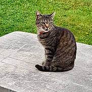 Aya a rejoint le concours — aidez-le/la à gagner de superbes lots ! animal, cat, collar, curious, daylight, domestic_cat, feline, fur, garden, grass, greenery, nature, outdoor, pet, resting, sitting, tabby_cat, table, tail, whiskers