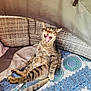 Béluga participe au concours pour gagner de l'argent avec cette photo : animal, blanket, cat, cozy, cute, feline, fur, indoor, mouth_open, patterned_blanket, paw, pet, relaxed, seated, striped, tabby, tail, whiskers, wicker_chair, yawning