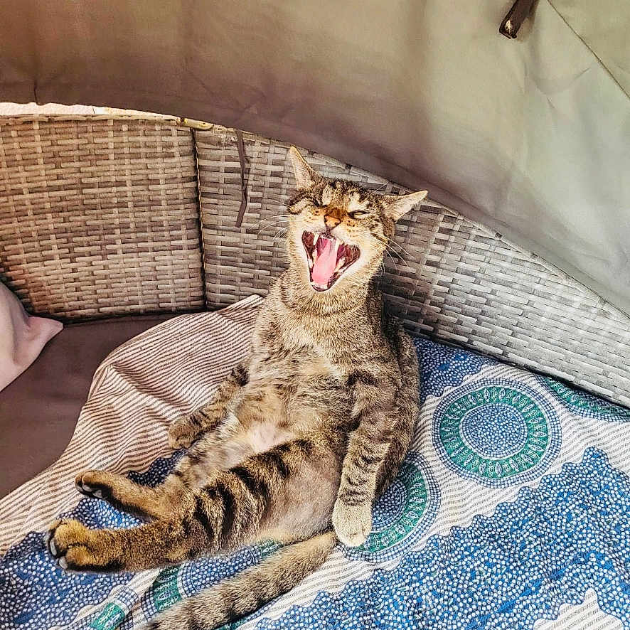 Béluga