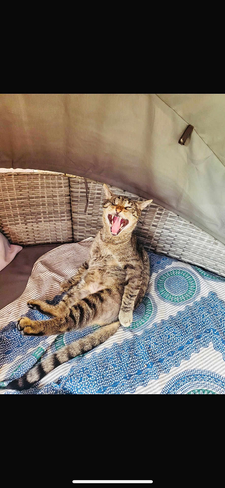 Béluga participe au concours pour gagner de l'argent avec cette photo : animal, blanket, cat, cozy, cute, feline, fur, indoor, mouth_open, patterned_blanket, paw, pet, relaxed, seated, striped, tabby, tail, whiskers, wicker_chair, yawning