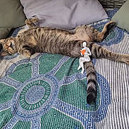 Béluga participe au concours pour gagner de l'argent avec cette photo : cat, tabby_cat, sleeping, bed, pillow, blanket, striped, patterned, figurine, toy, relaxation, indoor, cozy, tail, paw, feline, resting, cute, domestic_animal, napping