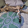 cat, tabby_cat, sleeping, bed, pillow, blanket, striped, patterned, figurine, toy, relaxation, indoor, cozy, tail, paw, feline, resting, cute, domestic_animal, napping