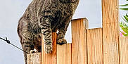 Béluga a rejoint le concours — aidez-le/la à gagner de superbes lots ! animal, animal_face, cat, close_up, curious, daylight, ears, greenery, light_bulb, nature, outdoor, perched, pet, plant, sky, tabby, texture, whiskers, wood, wooden_fence