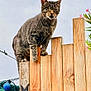 animal, animal_face, cat, close_up, curious, daylight, ears, greenery, light_bulb, nature, outdoor, perched, pet, plant, sky, tabby, texture, whiskers, wood, wooden_fence