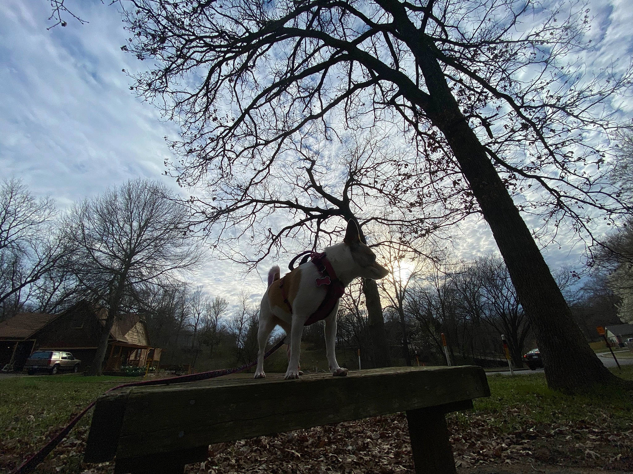 Tate joined the competition — help win amazing prizes! branch, canidae, fawn, guard_dog, non_sporting_group, plant, sky, sporting_group, spring, tail, tree, trunk, twig, wildlife, winter, woody_plant