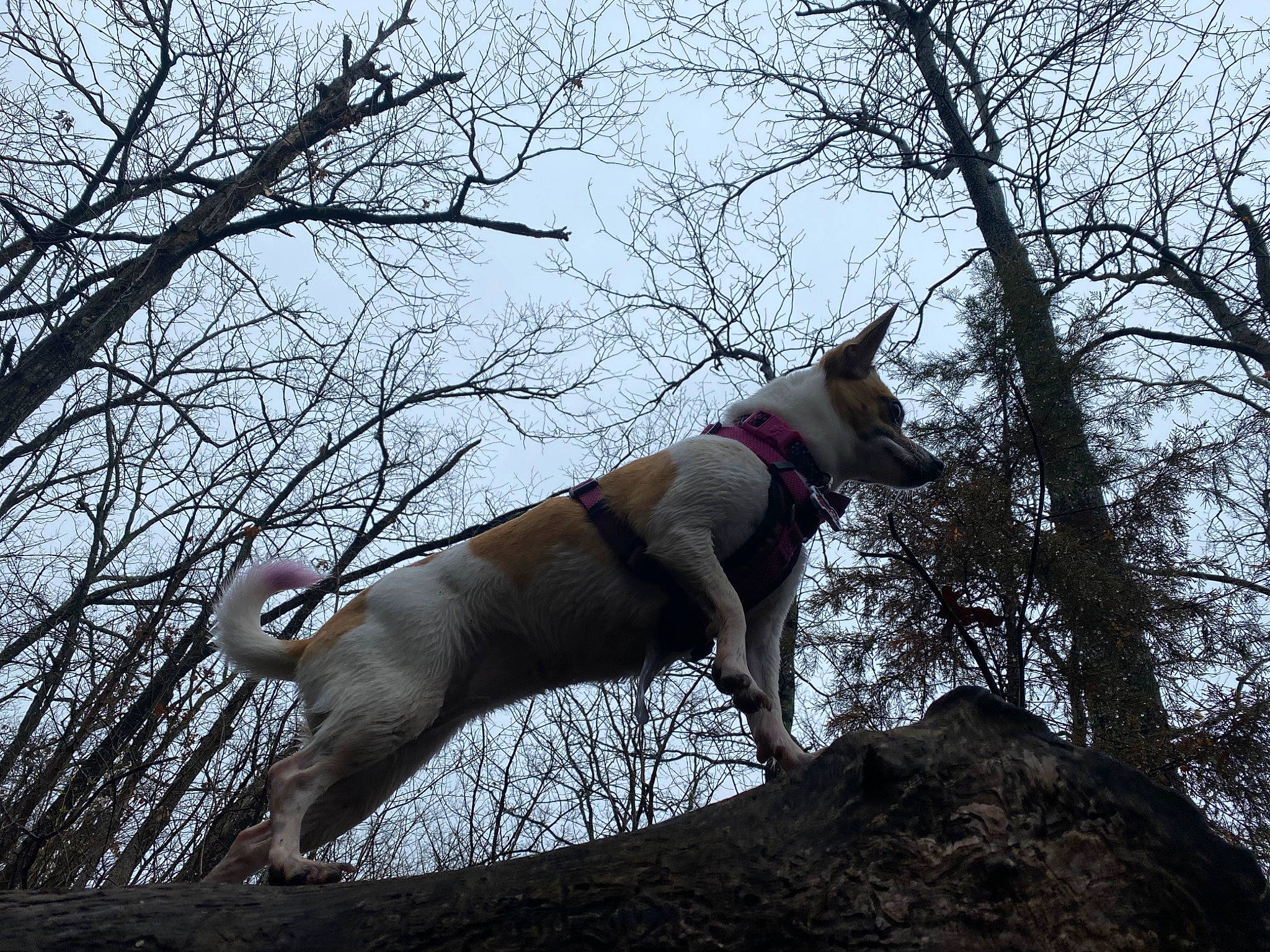 Tate is registered to the contest to win money with this photo: branch, canidae, carnivore, dog, dog_breed, fawn, feist, hunting_dog, ibizan_hound, mammal, non_sporting_group, norwegian_lundehund, tail, tree, trunk, vertebrate, wildlife