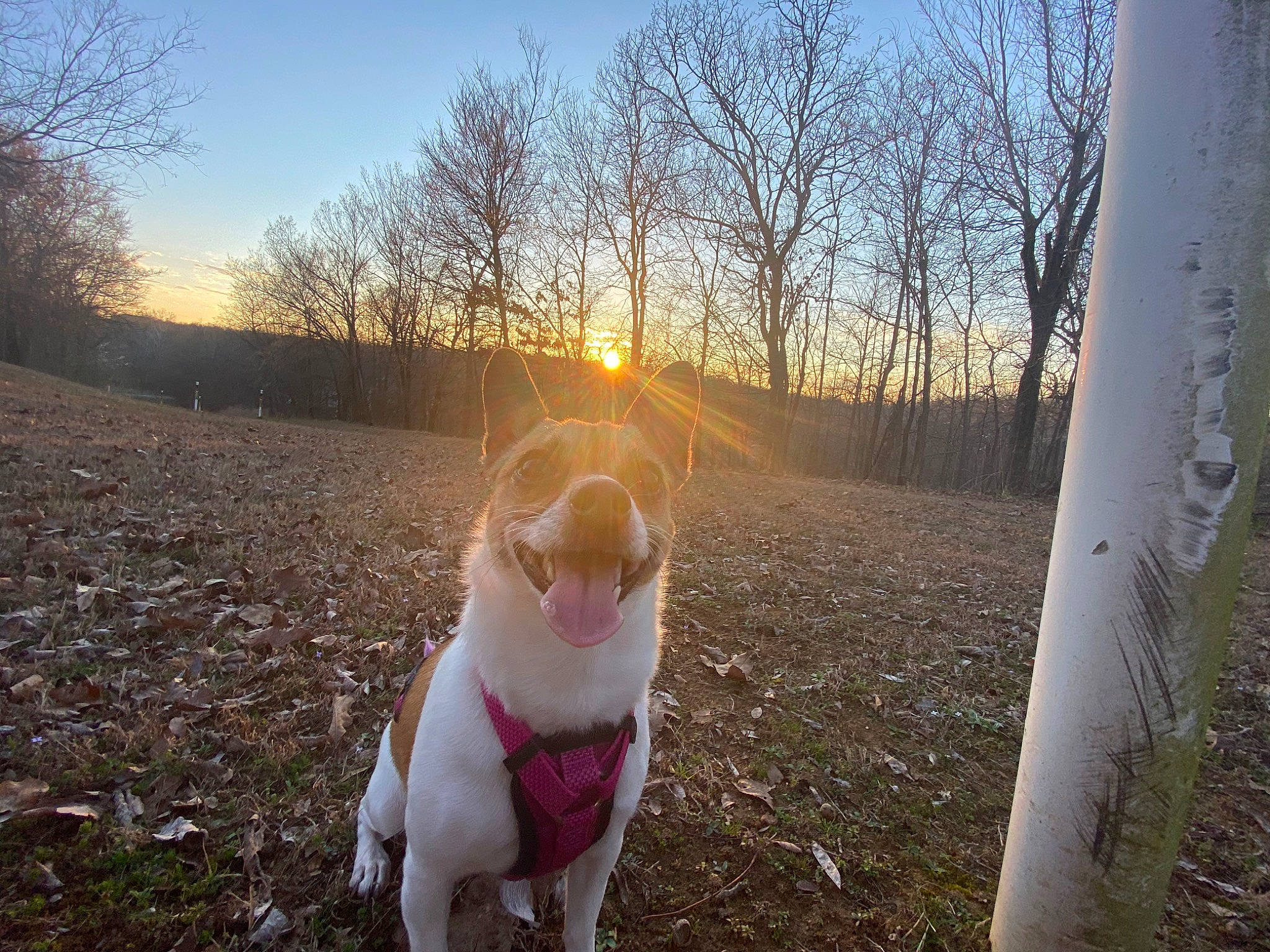 Tate joined the competition — help win amazing prizes! american_staffordshire_terrier, autumn, backlighting, canidae, carnivore, dog, dog_breed, fawn, fur, grass, jack_russell_terrier, lens_flare, light, morning, sky, sporting_group, sunlight, tail, tree, winter