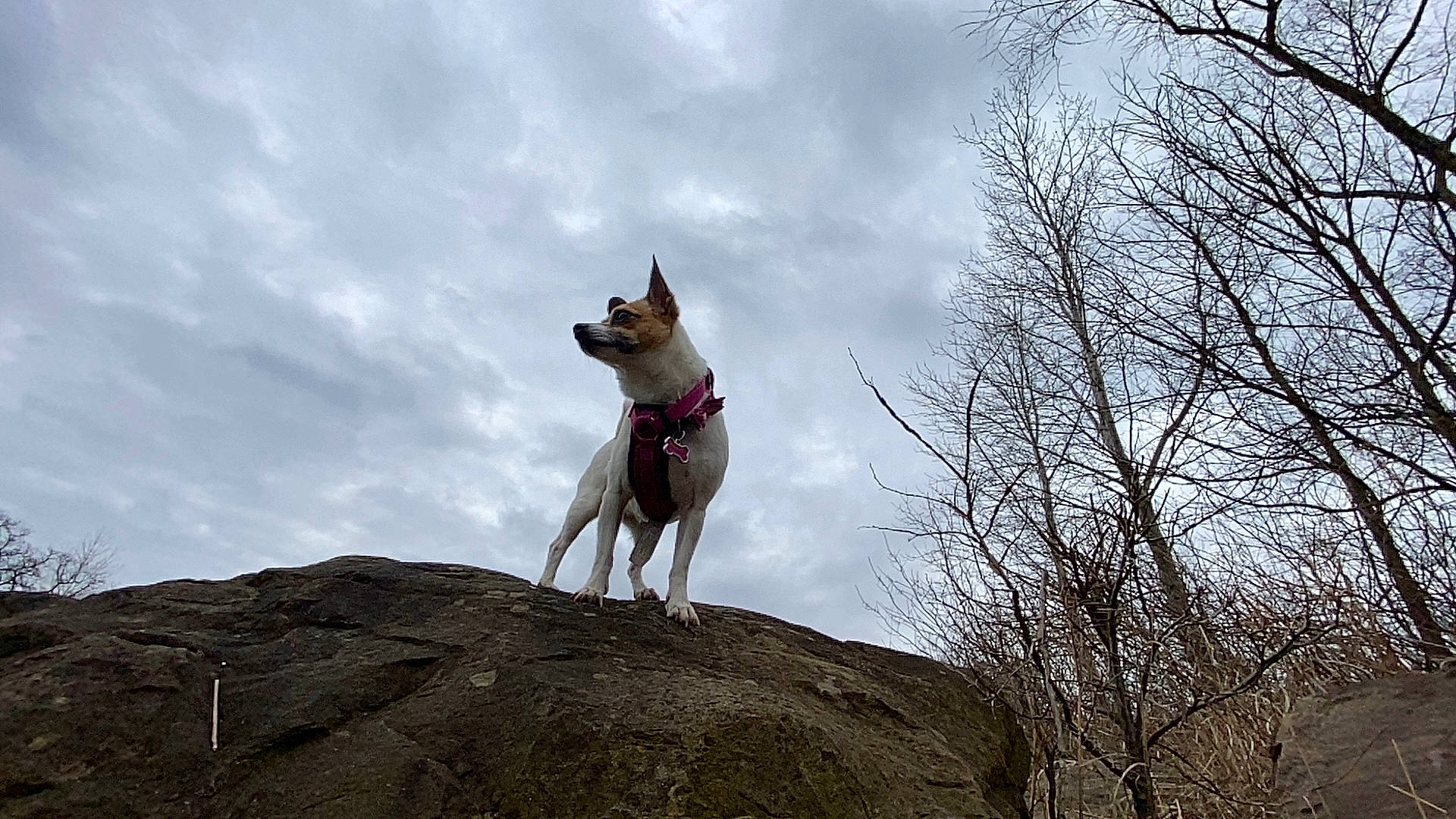 Tate joined the competition — help win amazing prizes! canaan_dog, canidae, canis, carnivore, czechoslovakian_wolfdog, dog, dog_breed, east_siberian_laika, fawn, kunming_wolfdog, mammal, native_american_indian_dog, non_sporting_group, northern_inuit_dog, norwegian_buhund, norwegian_lundehund, saarloos_wolfdog, tamaskan_dog, vertebrate, wolfdog