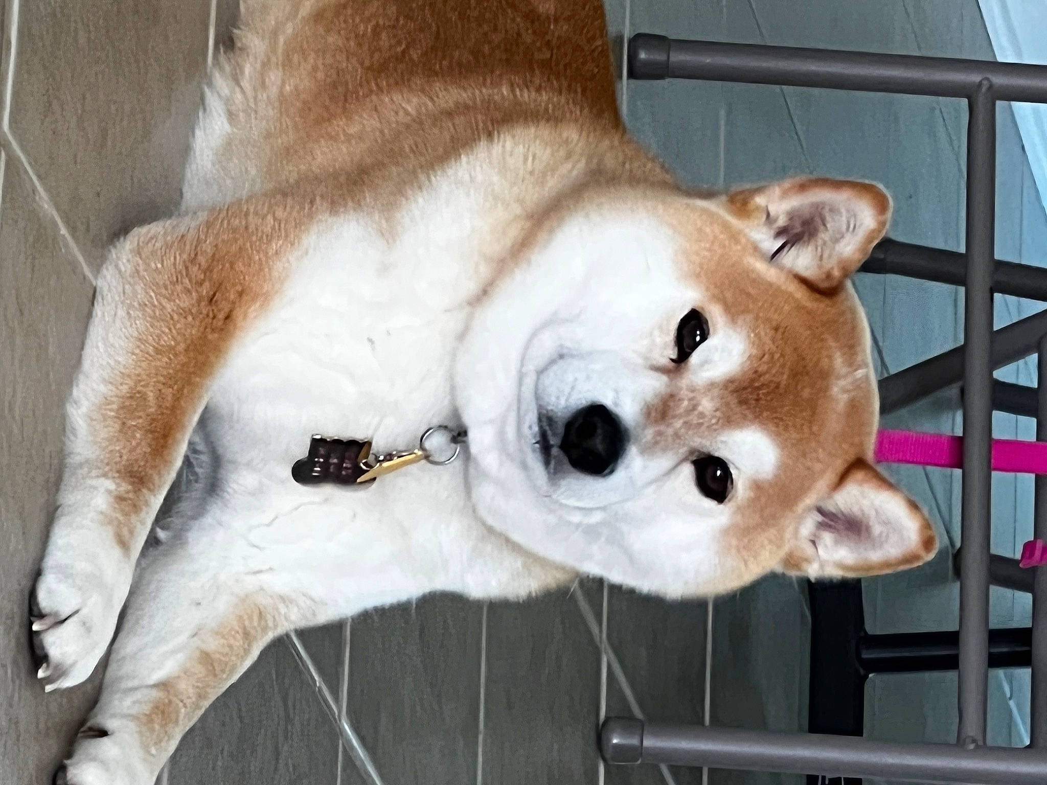 Chili is registered to the contest to win money with this photo: ancient_dog_breeds, canidae, carnivore, collar, companion_dog, dog, dog_breed, dog_collar, dog_supply, fawn, fur, non_sporting_group, pet_supply, snout, sporting_group, terrestrial_animal, whiskers, working_animal