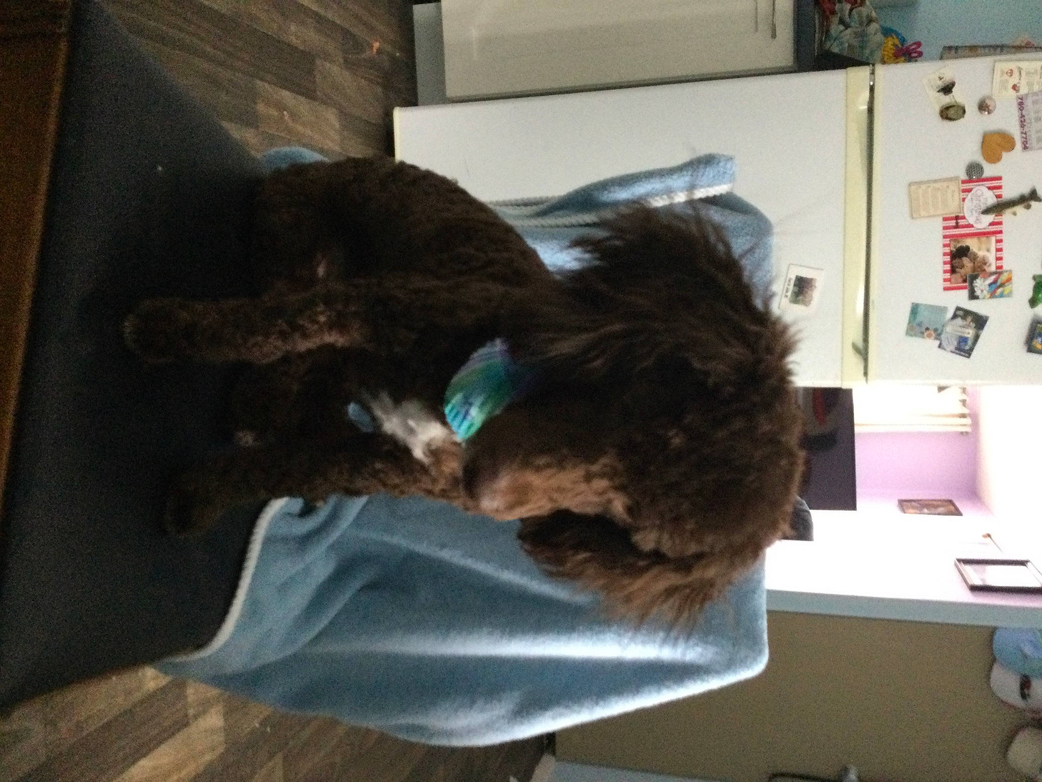 Teddy is registered to the contest to win money with this photo: canidae, comfort, companion_dog, dog_breed, ear, felidae, fur, liver, natural_material, room, small_to_medium_sized_cats, snout, sporting_group, tail