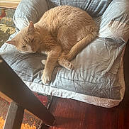 Zara Adams joined the competition — help win amazing prizes! cat, ginger_cat, indoor, chair, cushion, wood_floor, rug, pet, sleepy, cozy, fur, relaxed, domestic, animal, home, resting, feline, comfort, quiet, sunlight