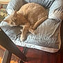 cat, ginger_cat, indoor, chair, cushion, wood_floor, rug, pet, sleepy, cozy, fur, relaxed, domestic, animal, home, resting, feline, comfort, quiet, sunlight