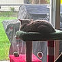 Zara Adams joined the competition — help win amazing prizes! cat, cat_tree, indoor, window, backyard, grass, grill, covered_grill, pet, feline, resting, green, red, white, toy, hanging_toy, relaxation, animal, fur, domestic