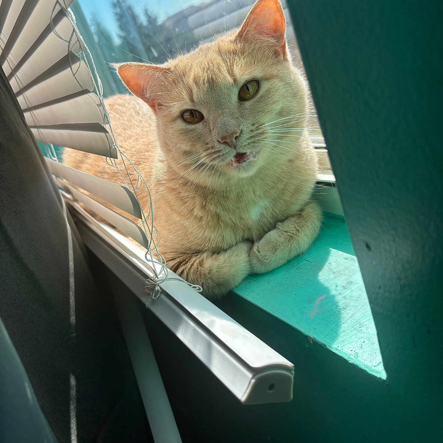 Zara Adams joined the competition — help win amazing prizes! animal, blinds, broken_blinds, cat, closeup, curious, daylight, ears, face, feline, ginger_cat, indoor, paws, pet, resting, sunlight, teal_wall, whiskers, window, windowsill