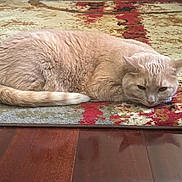 Zara Adams is registered to the contest to win money with this photo: animal, basketball, beige_cat, cat, cozy, ears, feline, floor, fur, home, indoor, lying_down, patterned_rug, pet, relaxed, rug, sneakers, tail, whiskers, wooden_floor