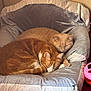 cat, cats, sleeping, pet_bed, orange_cat, beige_cat, feline, cozy, snuggling, indoor, domestic, fur, relaxing, cute, animal, companion, resting, home, comfort, nap