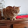 cat, closeup, cozy, decorative_plate, ears, furniture, ginger_cat, indoor, loaf_position, papers, paws, pet, portrait, red_folder, tabby, tabletop, teacup, whiskers, white_wall, wooden_dresser