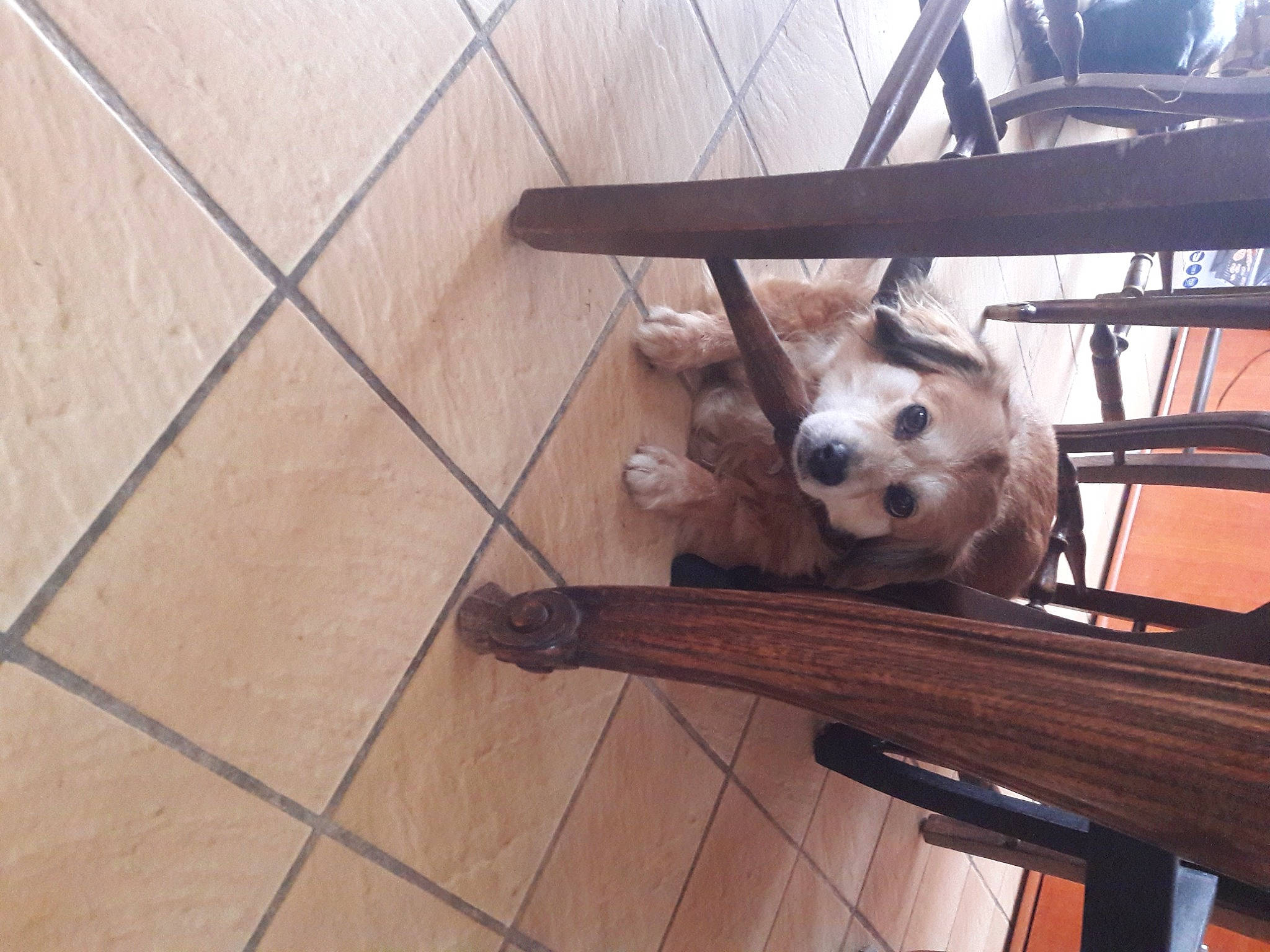 éclaire a rejoint le concours — aidez-le/la à gagner de superbes lots ! carnivore, chair, companion_dog, dog, dog_breed, floor, flooring, hardwood, laminate_flooring, metal, plank, plywood, sporting_group, tile_flooring, tire, wheel, wood, wood_flooring, wood_stain, working_animal