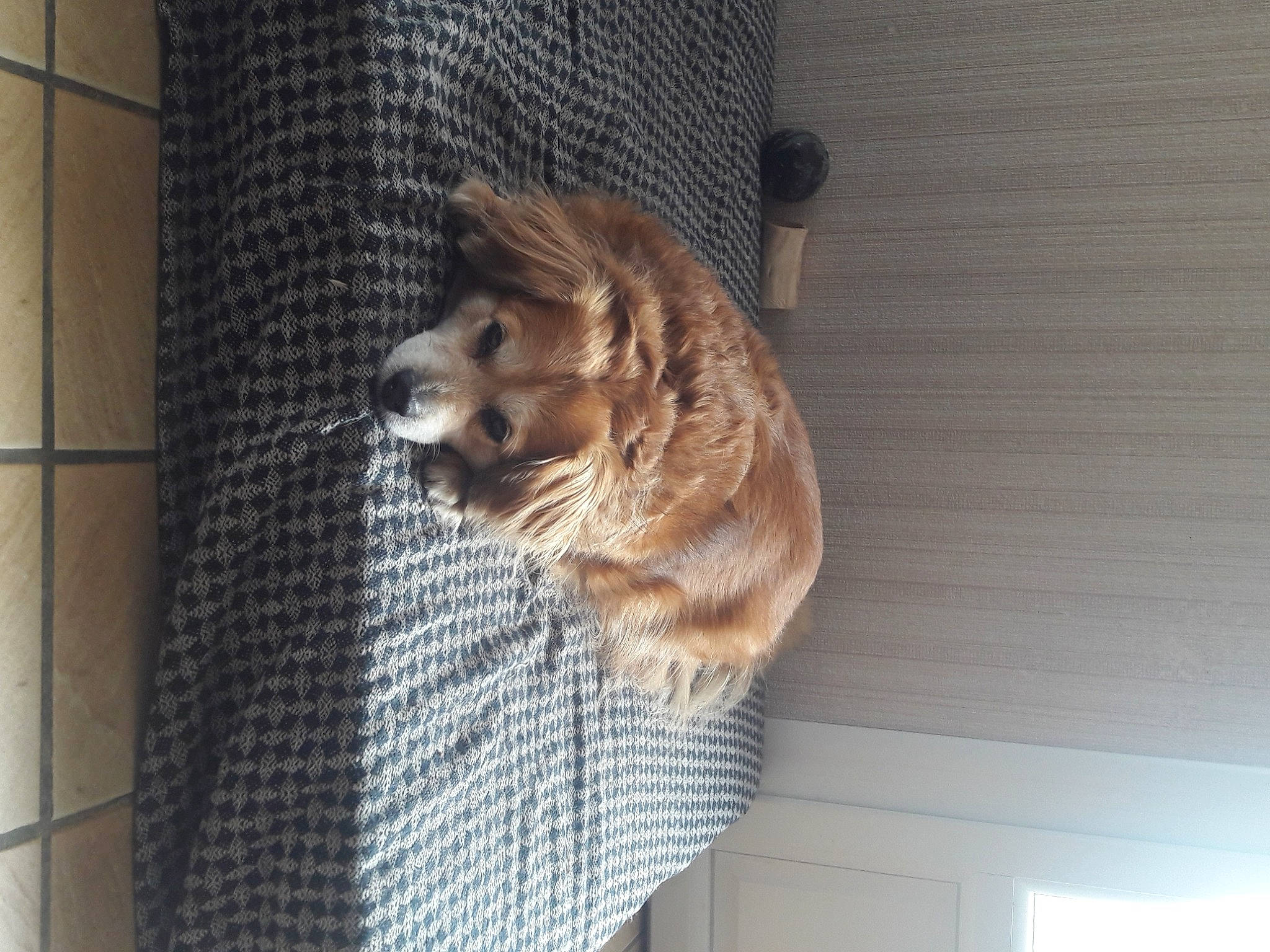 éclaire participe au concours pour gagner de l'argent avec cette photo : canidae, carnivore, companion_dog, dog, dog_breed, dog_crate, dog_supply, fawn, felidae, floor, flooring, fur, hardwood, pet_supply, small_to_medium_sized_cats, snout, sporting_group, tail, whiskers, wood