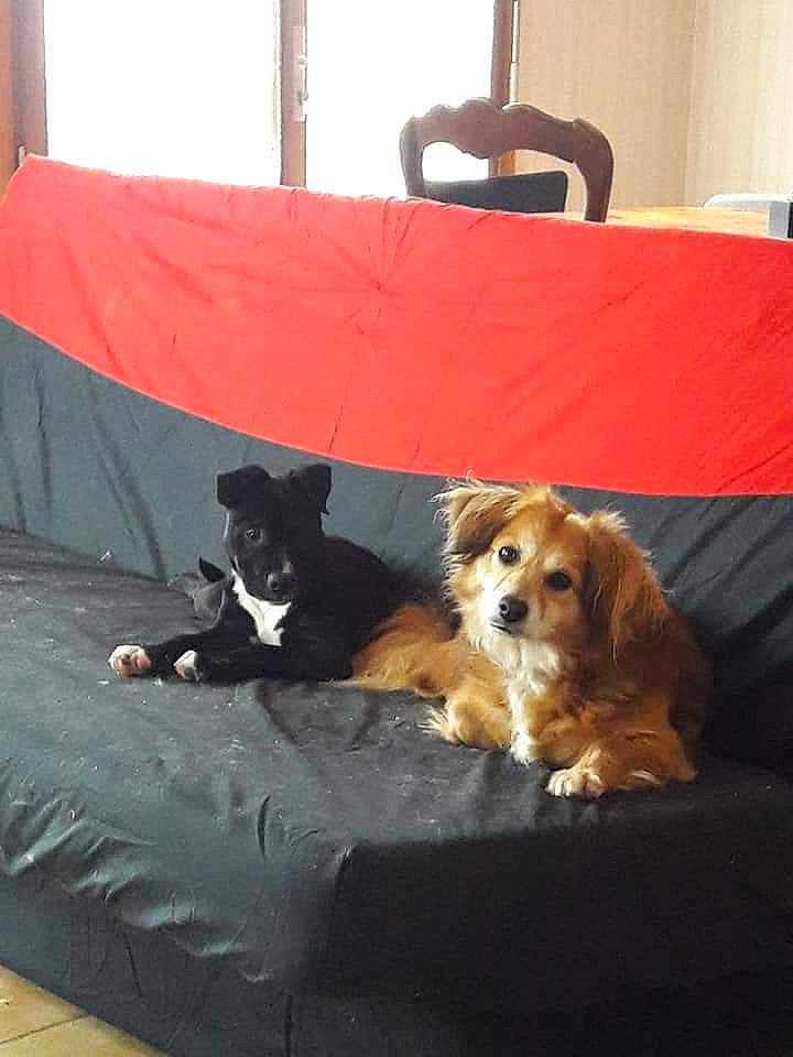 éclaire participe au concours pour gagner de l'argent avec cette photo : carnivore, chair, comfort, companion_dog, couch, dog, dog_breed, dog_supply, floor, flooring, hardwood, liver, living_room, pet_supply, studio_couch, table, toy, toy_dog, wood, working_animal