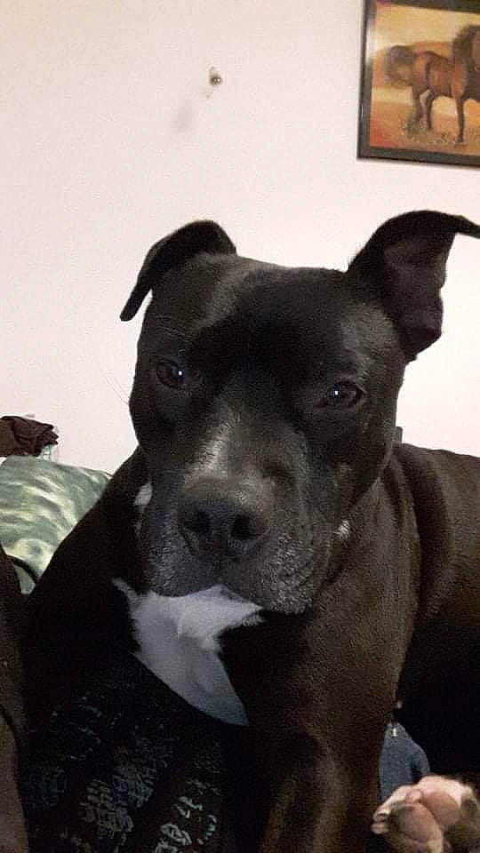 Ovnï participe au concours pour gagner de l'argent avec cette photo : canidae, carnivore, collar, companion_dog, dog, dog_breed, ear, fawn, guard_dog, non_sporting_group, picture_frame, snout, sporting_group, toy_dog, whiskers, working_animal, working_dog