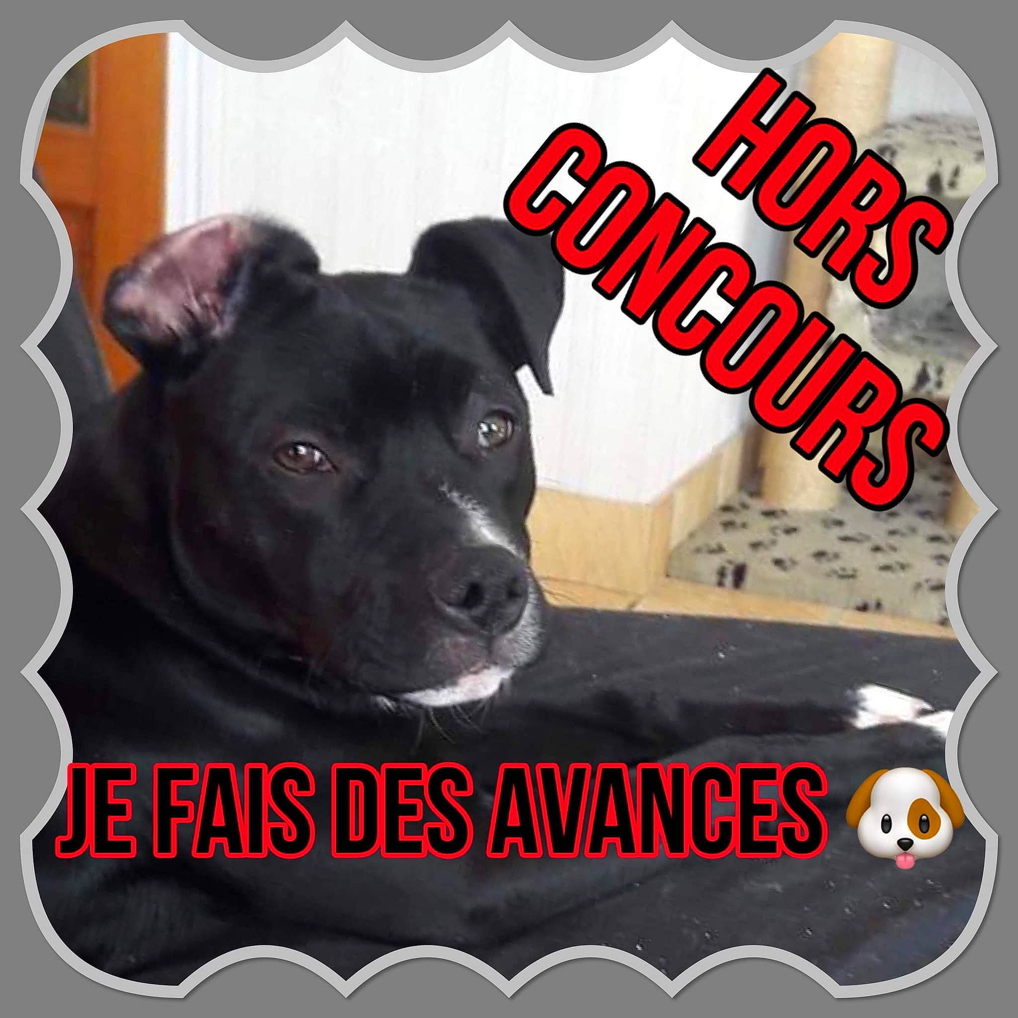 Ovnï participe au concours pour gagner de l'argent avec cette photo : advertising, brand, carnivore, companion_dog, dog, dog_breed, dog_supply, font, graphics, logo, non_sporting_group, paw, pet_supply, photo_caption, poster, product, rectangle