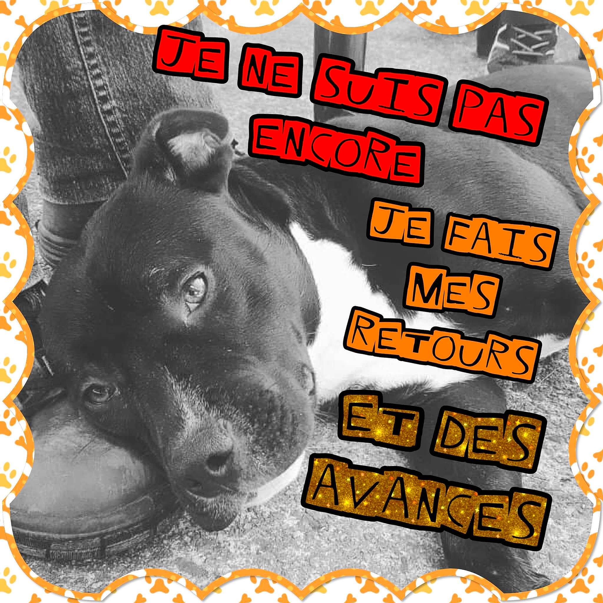 Ovnï a rejoint le concours — aidez-le/la à gagner de superbes lots ! advertising, canidae, carnivore, companion_dog, dog, dog_breed, dog_supply, font, photo_caption, poster, rectangle, snout, sporting_group, terrestrial_animal, working_animal