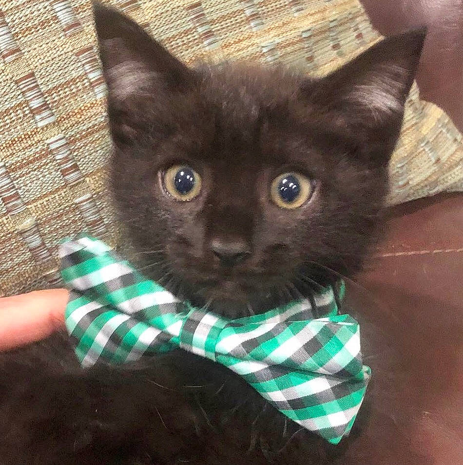 Hannibal is registered to the contest to win money with this photo: asian, black_cat, bombay, british_shorthair, burmese, carnivore, cat, chartreux, domestic_short_haired_cat, felidae, german_rex, kitten, korat, mammal, nebelung, russian_blue, small_to_medium_sized_cats, snout, vertebrate, whiskers