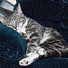 Melody is registered to the contest to win money with this photo: animal, armchair, cat, chair, comfort, couch, cozy, cute, domestic, feline, furniture, gray_tabby, green_eyes, indoor, paw, pet, relaxed, resting, sleepy, striped