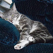 Melody joined the competition — help win amazing prizes! animal, cat, couch, cozy, cute, domestic_cat, feline, furniture, gray_tabby, home, indoor, living_room, lounging, paws, pet, relaxed, resting, sleepy, soft_fabric, whiskers