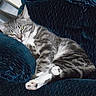 animal, cat, couch, cozy, cute, domestic_cat, feline, furniture, gray_tabby, home, indoor, living_room, lounging, paws, pet, relaxed, resting, sleepy, soft_fabric, whiskers