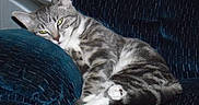 Melody is registered to the contest to win money with this photo: animal, cat, companion, couch, cozy, cute, domestic_cat, feline, fur, furniture, gray_cat, indoor, paw, pet, relaxed, resting, sleepy, striped, tabby_cat, whiskers