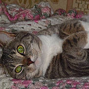 Melody joined the competition — help win amazing prizes! animal_face, cat, close_up, cozy, crocheted_blanket, cute, domestic_animal, feline, fur, green_eyes, indoor, lying_down, mammal, paws, pet, relaxed, resting, sleepy, tabby, whiskers