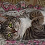 animal_face, cat, close_up, cozy, crocheted_blanket, cute, domestic_animal, feline, fur, green_eyes, indoor, lying_down, mammal, paws, pet, relaxed, resting, sleepy, tabby, whiskers
